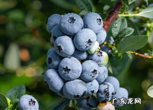 蓝莓什么季节成熟上市 成熟季节是几月份