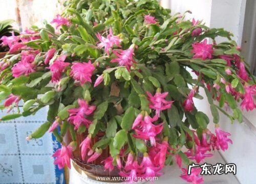 蟹爪兰能放在卧室吗 放房间里对身体好吗