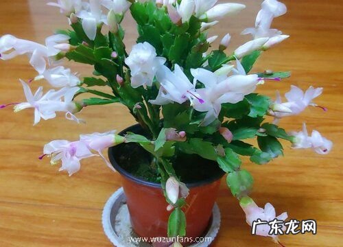 蟹爪兰能放在卧室吗 放房间里对身体好吗