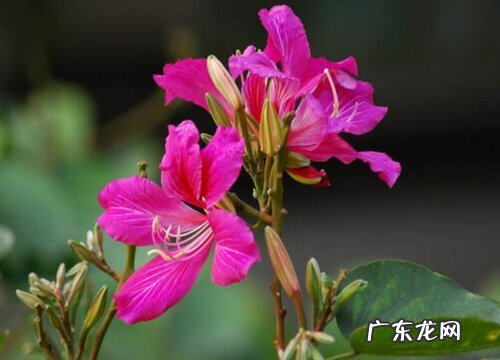 紫荆花什么季节开花 在几月份开花