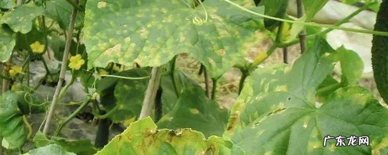 黄瓜普遍病虫害,附防治方法