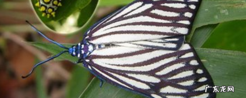 重阳木锦斑蛾防治方法,附发生规律