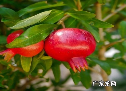 石榴树什么季节开花结果