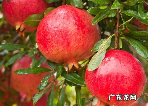 石榴树什么季节开花结果