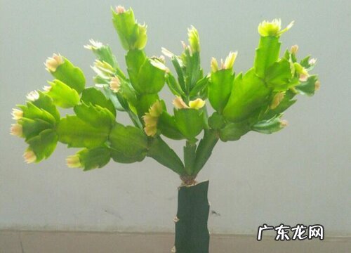 仙人掌什么季节开花 花期一般在几月份