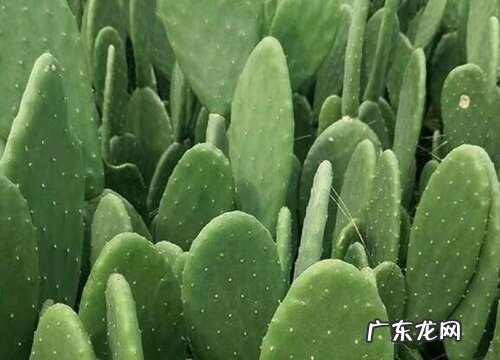 仙人掌什么季节开花 花期一般在几月份