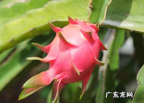 越南盛产什么水果有名