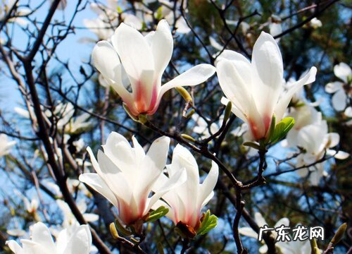 玉兰什么季节开花 开花时间是几月份