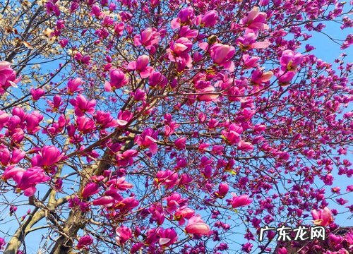 玉兰什么季节开花 开花时间是几月份