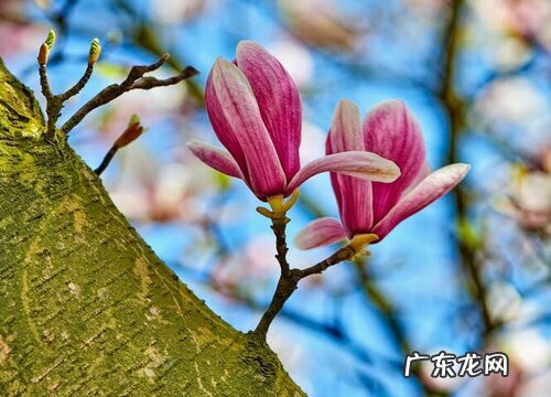 玉兰什么季节开花 开花时间是几月份
