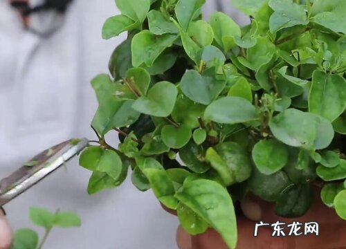 大叶女贞怎么修剪方法