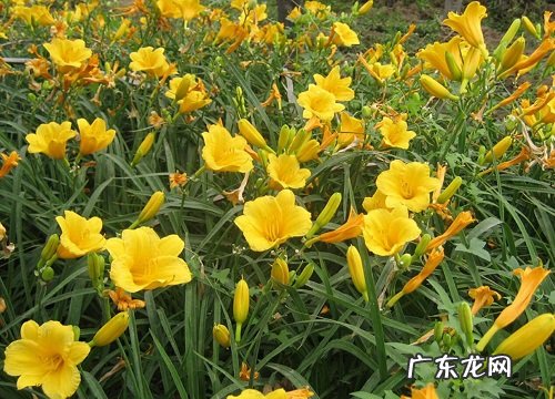 萱草一年开几次花