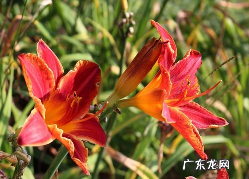 萱草一年开几次花