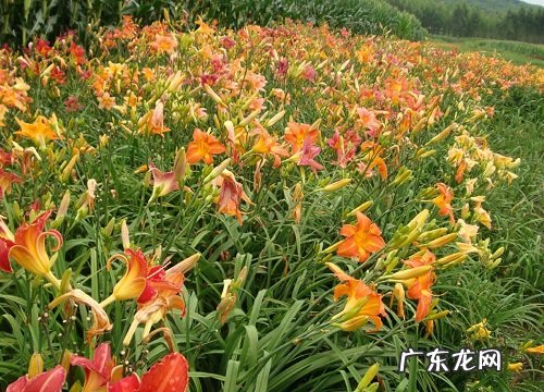 萱草一年开几次花