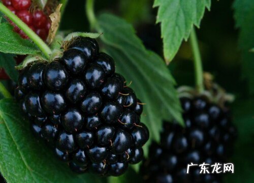 南京盛产什么水果有名