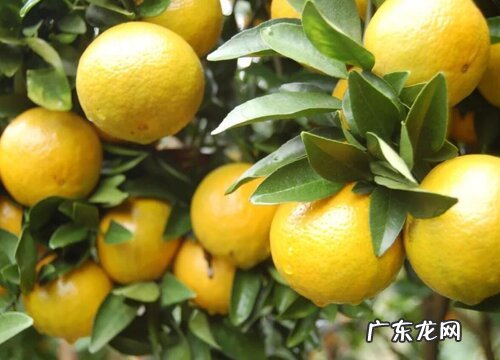 玉林盛产什么水果有名