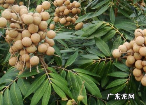 玉林盛产什么水果有名