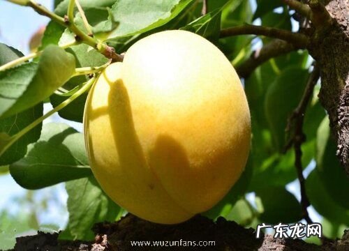西安盛产什么水果有名