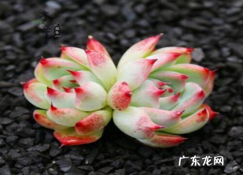 吉娃娃怎么繁殖方法和注意事项