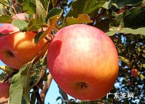 北京盛产什么水果有名