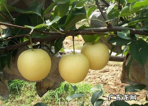 北京盛产什么水果有名