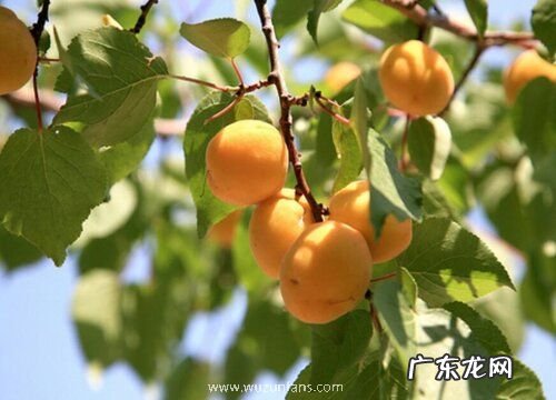 北京盛产什么水果有名