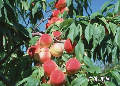 湖南盛产什么水果有名