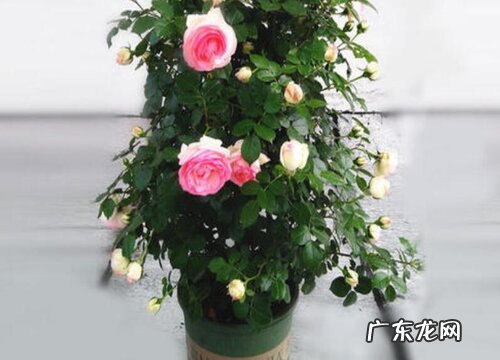 月季花喜水还是喜旱