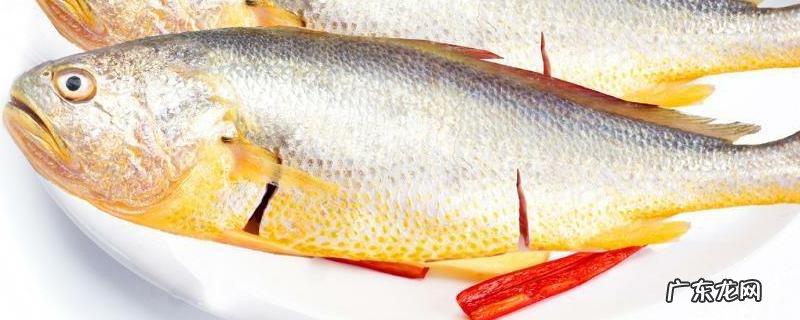 黄花鱼价格一般多少钱一斤？和白姑鱼有什么区别