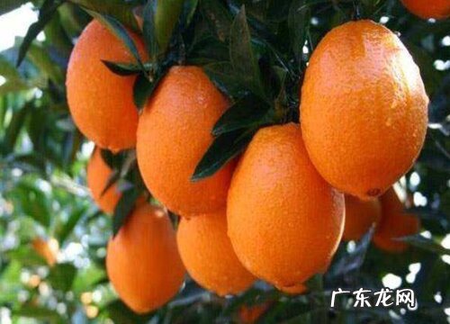 江西盛产什么水果有名