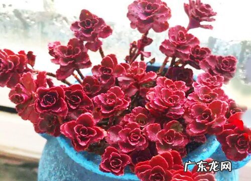 玫瑰什么季节开花 开花时间与季节