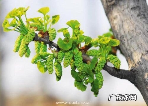 银杏生长速度快慢 一年能长多少