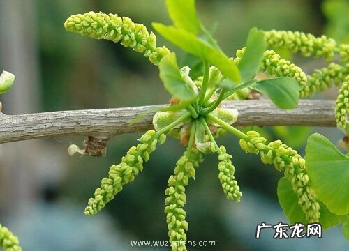 银杏生长速度快慢 一年能长多少