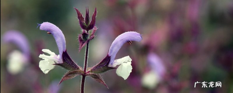 丹参 血参收购价格多少钱一斤？种植几年可以采收？一亩地成本收益是多少