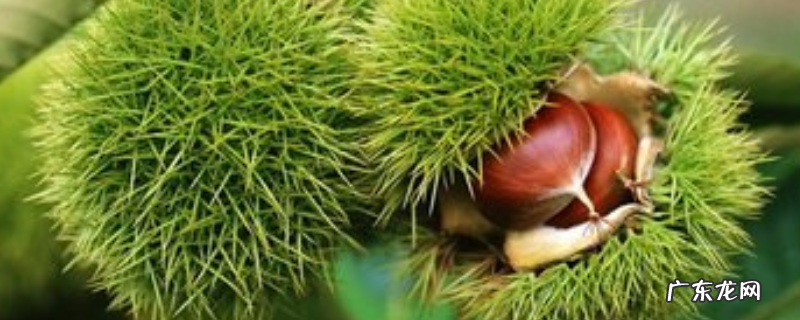 罗田板栗什么时候成熟,有哪些品种