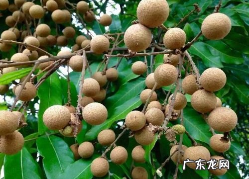 厦门盛产什么水果有名