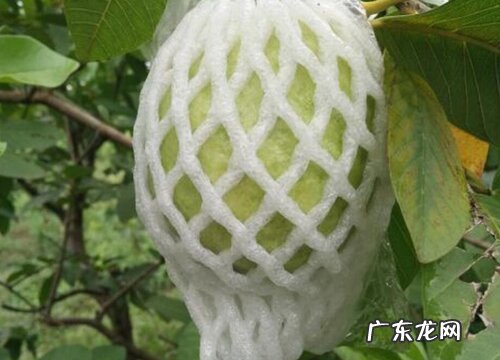 厦门盛产什么水果有名