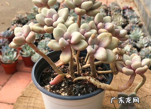 艾伦叶插多久发芽