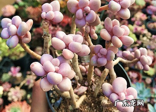 艾伦叶插多久发芽