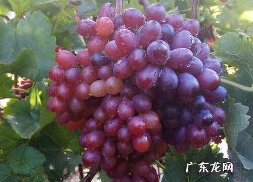 葡萄是什么水果