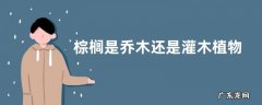 棕榈是乔木还是灌木植物