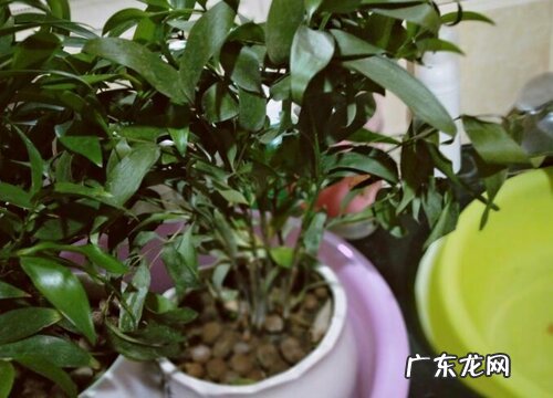 竹柏是乔木还是灌木植物