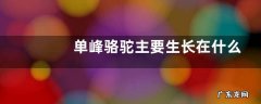 单峰骆驼主要生长在什么地方，附单峰骆驼的介绍及生活习性