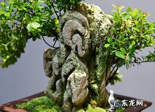 小叶赤楠喜水吗 属于喜水植物吗