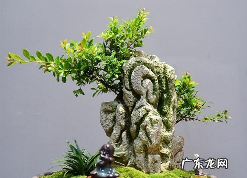 小叶赤楠喜水吗 属于喜水植物吗