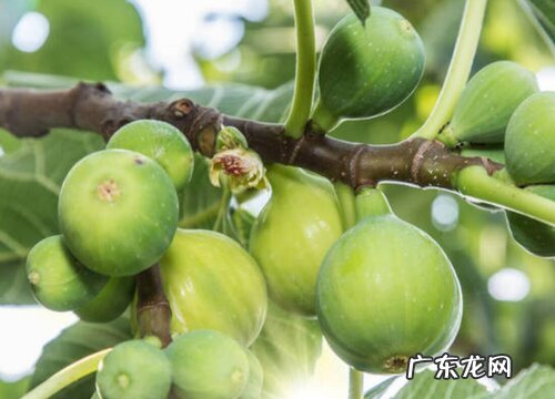 无花果产量高吗 亩产量多少