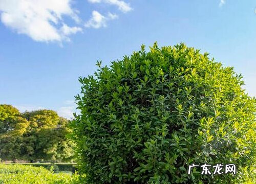 对节木是什么树木 生长在哪里