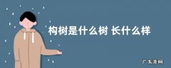 构树是什么树 长什么样子