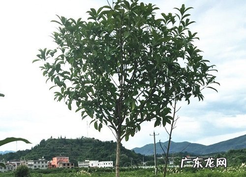 暖树是什么树 属于什么植物