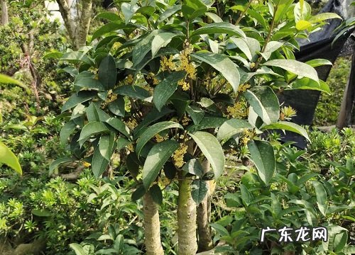 暖树是什么树 属于什么植物